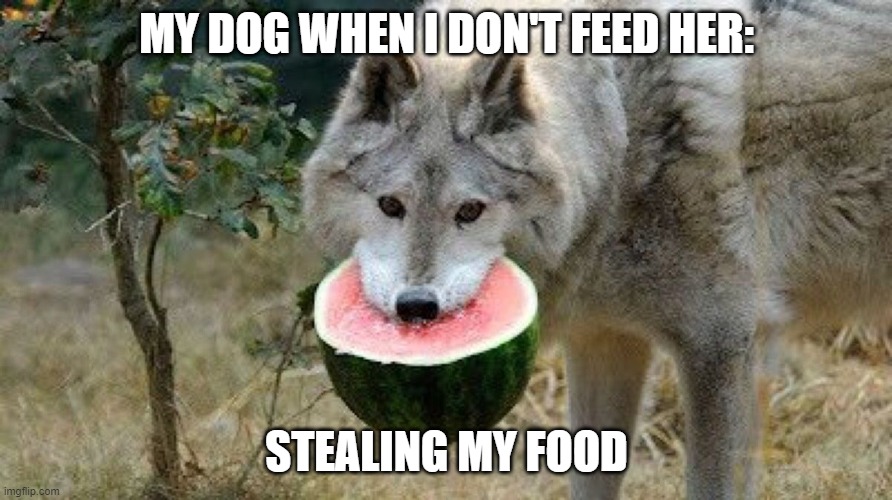 My dog stealing my food | MY DOG WHEN I DON'T FEED HER:; STEALING MY FOOD | image tagged in hungry dog | made w/ Imgflip meme maker