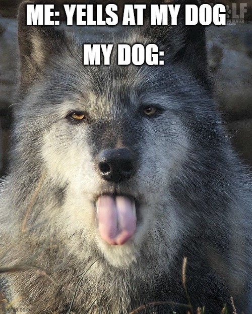 some attitude | ME: YELLS AT MY DOG; MY DOG: | image tagged in funny dogs | made w/ Imgflip meme maker