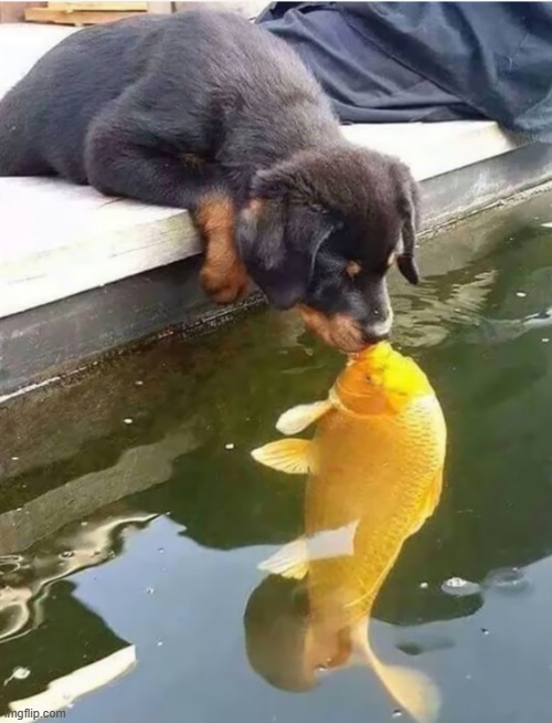 A dog and a fish | image tagged in dog,fish,nose,boop | made w/ Imgflip meme maker