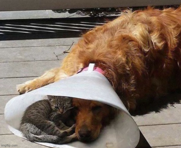 Probably the most heartwarming picture I found today | image tagged in dog,cat,cuddle | made w/ Imgflip meme maker