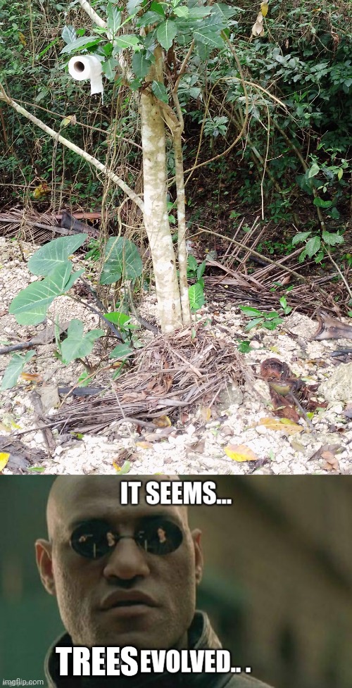 Trees evolving | TREES | image tagged in matrix morpheus,memes,mother nature,toilet paper | made w/ Imgflip meme maker