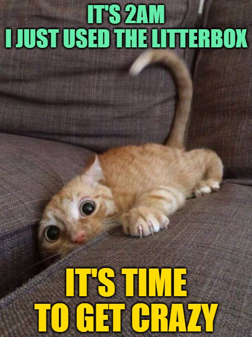 2am Crazy Cat |  IT'S 2AM
I JUST USED THE LITTERBOX; IT'S TIME TO GET CRAZY | image tagged in crazy cat,cats,funny memes,cat memes,life with cats,lol | made w/ Imgflip meme maker