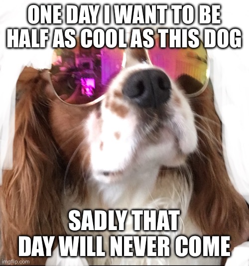 ONE DAY I WANT TO BE HALF AS COOL AS THIS DOG; SADLY THAT DAY WILL NEVER COME | image tagged in funny,cool,dog,dogs,sunglasses,fun | made w/ Imgflip meme maker