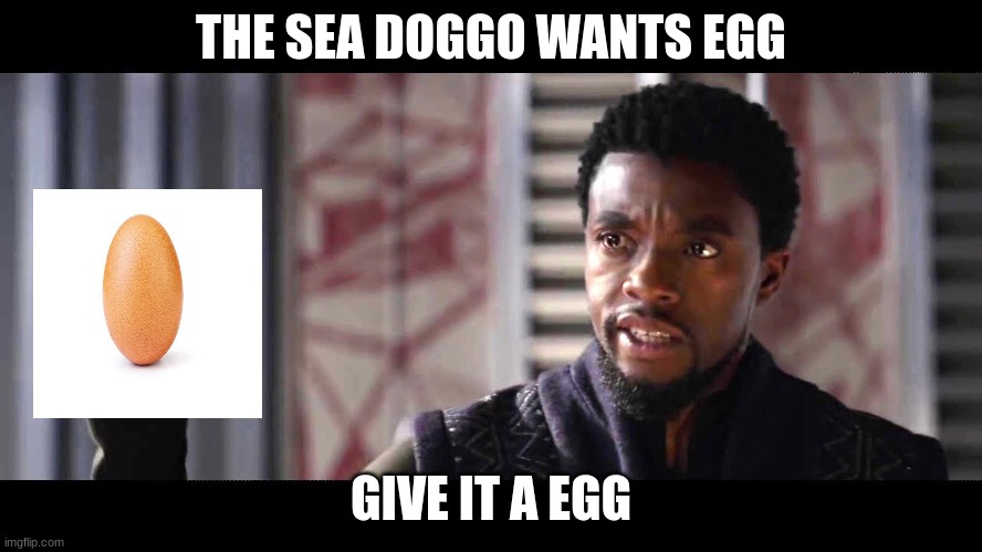 give this man a shield | THE SEA DOGGO WANTS EGG GIVE IT A EGG | image tagged in give this man a shield | made w/ Imgflip meme maker