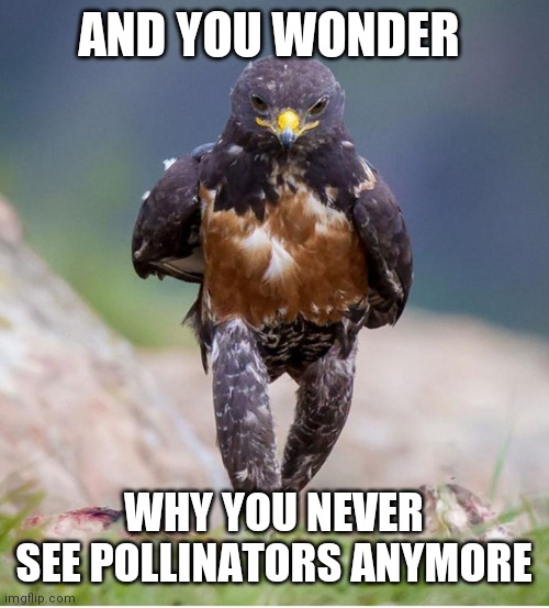 Wondering Wandering Falcon | AND YOU WONDER WHY YOU NEVER SEE POLLINATORS ANYMORE | image tagged in wondering wandering falcon | made w/ Imgflip meme maker