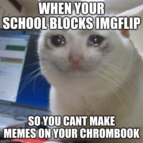School | WHEN YOUR SCHOOL BLOCKS IMGFLIP; SO YOU CANT MAKE MEMES ON YOUR CHROMBOOK | image tagged in crying cat | made w/ Imgflip meme maker