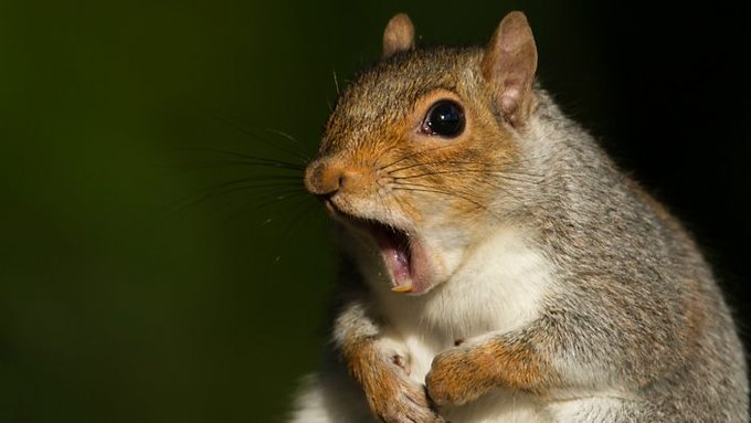 High Quality Shocked Squirrel Blank Meme Template