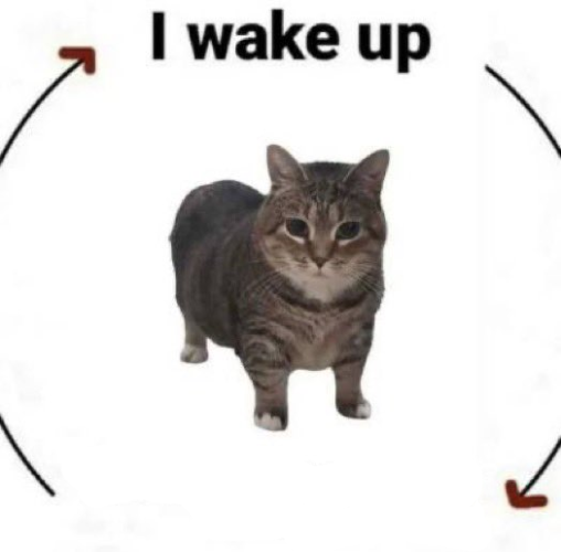 High Quality i wake up cat Blank Meme Template