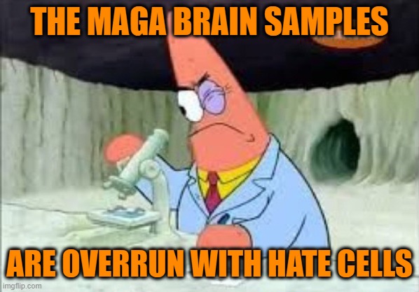 Smart Patrick solo | THE MAGA BRAIN SAMPLES ARE OVERRUN WITH HATE CELLS | image tagged in smart patrick solo | made w/ Imgflip meme maker