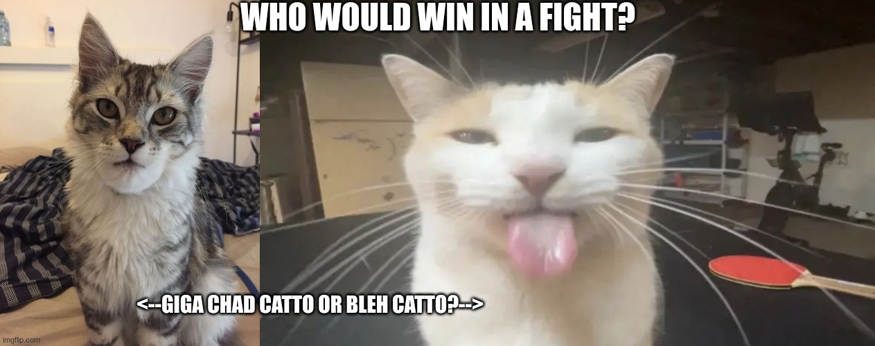 Battle for the last Catnip | WHO WOULD WIN IN A FIGHT? <--GIGA CHAD CATTO OR BLEH CATTO?--> | image tagged in gigachad cat,bleh cat | made w/ Imgflip meme maker
