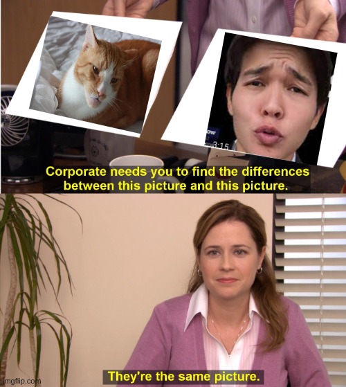 sigma cat | image tagged in memes,they're the same picture | made w/ Imgflip meme maker