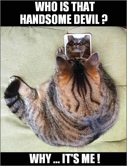 When You're Good Looking ! | WHO IS THAT HANDSOME DEVIL ? WHY ... IT'S ME ! | image tagged in cats,handsome,me | made w/ Imgflip meme maker