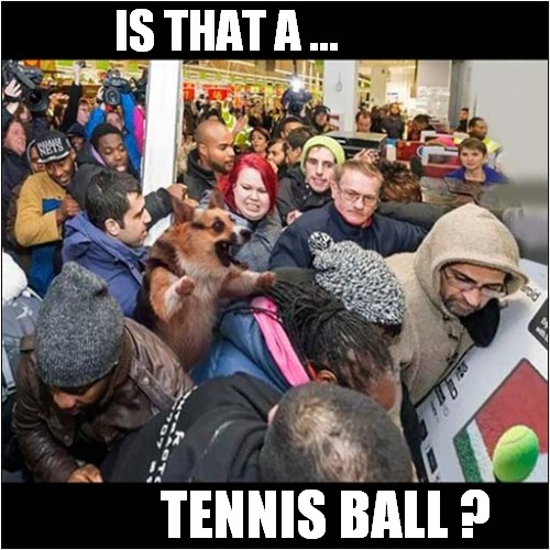 Excitement  Overload ! | IS THAT A ... TENNIS BALL ? | image tagged in dogs,excitement,crowd,tennis,ball | made w/ Imgflip meme maker