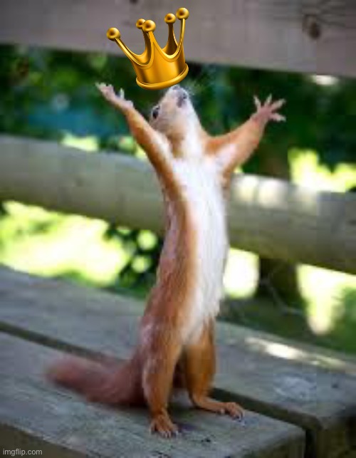Praise Squirrel | image tagged in praise squirrel | made w/ Imgflip meme maker