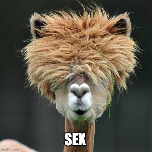 Llama Thursday Meme | SEX | image tagged in llama thursday meme | made w/ Imgflip meme maker