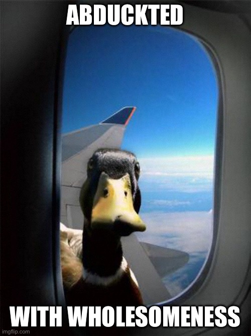 This stream | ABDUCKTED WITH WHOLESOMENESS | image tagged in airplane duck,abduction,wholesome | made w/ Imgflip meme maker