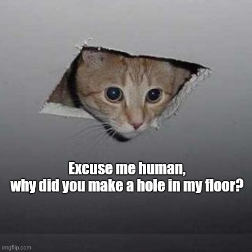 Excuse me, human... | Excuse me human, why did you make a hole in my floor? | image tagged in memes,cat,ceiling,floor,human | made w/ Imgflip meme maker