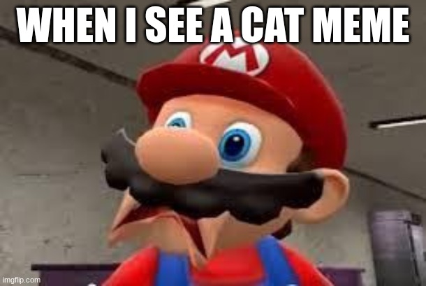 Cats are bad | WHEN I SEE A CAT MEME | image tagged in memes | made w/ Imgflip meme maker