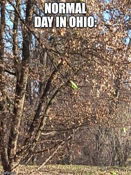 Parrots? | NORMAL DAY IN OHIO: | image tagged in parrot | made w/ Imgflip meme maker