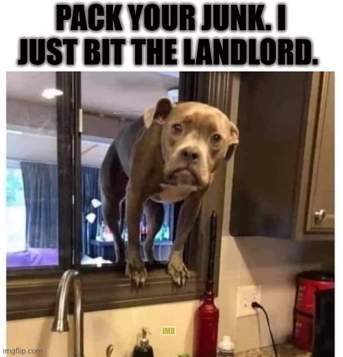 Darn It | PACK YOUR JUNK. I JUST BIT THE LANDLORD. JMR | image tagged in dogs,bad pun dog,no bitches | made w/ Imgflip meme maker