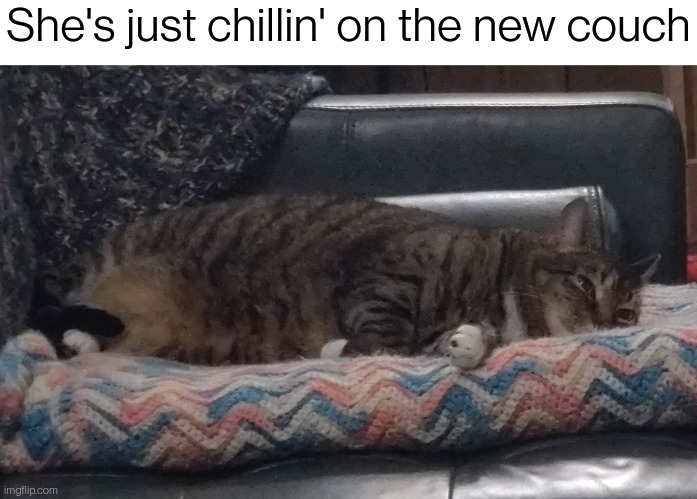 She's just chillin' on the new couch | image tagged in potato | made w/ Imgflip meme maker