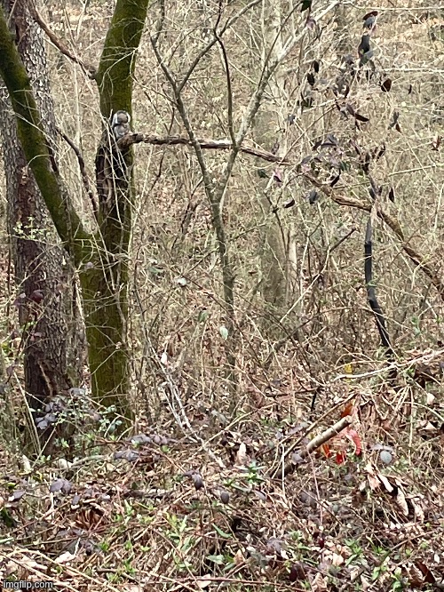 Round #3! If you can spot a squirrel in this photo then you have my upvote | image tagged in photography,photos,squirrel | made w/ Imgflip meme maker
