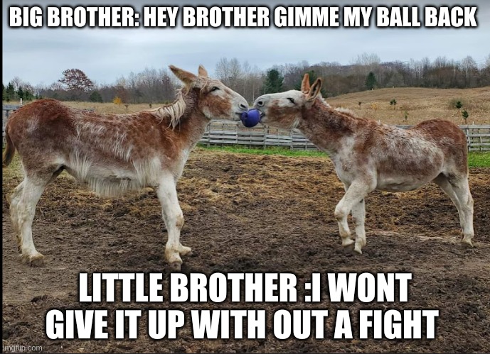 donkey talk | BIG BROTHER: HEY BROTHER GIMME MY BALL BACK; LITTLE BROTHER :I WON'T GIVE IT UP WITHOUT A FIGHT | image tagged in donkey | made w/ Imgflip meme maker