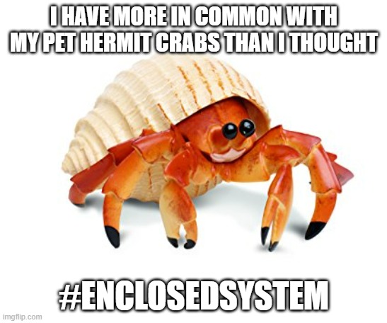 Hermit Crab | I HAVE MORE IN COMMON WITH MY PET HERMIT CRABS THAN I THOUGHT; #ENCLOSEDSYSTEM | image tagged in hermit crab | made w/ Imgflip meme maker