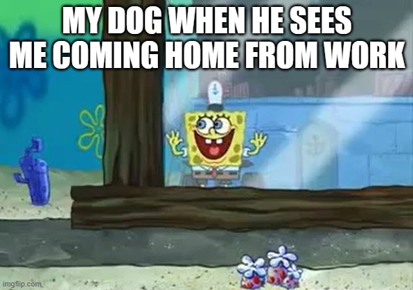 Excited Spongebob | MY DOG WHEN HE SEES ME COMING HOME FROM WORK | image tagged in excited spongebob | made w/ Imgflip meme maker