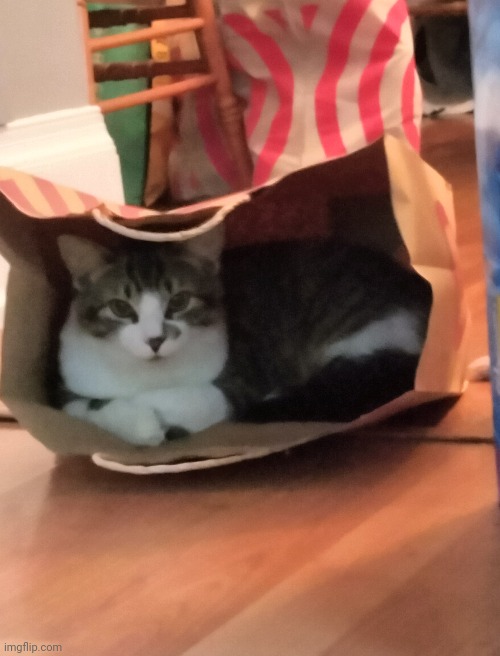 Poor quality image of my cat in a bag | image tagged in i don't like tags,i'm in this photo and i don't like it | made w/ Imgflip meme maker