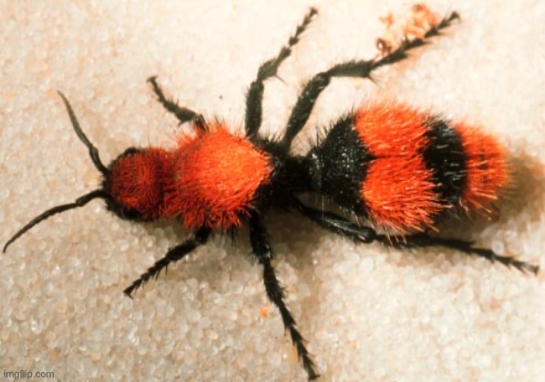 Wasp | made w/ Imgflip meme maker