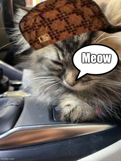 Drip Fluppy | Meow | image tagged in cat,floppa,drip | made w/ Imgflip meme maker