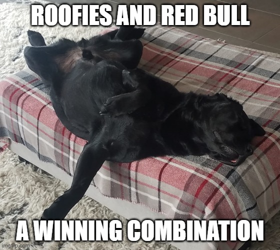 Labrador, Roofies | ROOFIES AND RED BULL; A WINNING COMBINATION | made w/ Imgflip meme maker