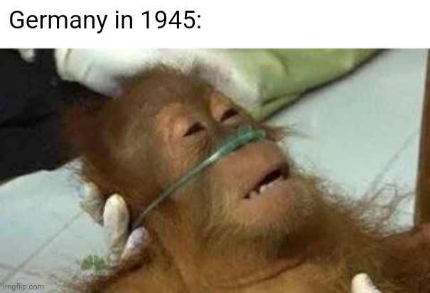 Germany in 1945 | Germany in 1945: | image tagged in memes,germany,orangutan | made w/ Imgflip meme maker