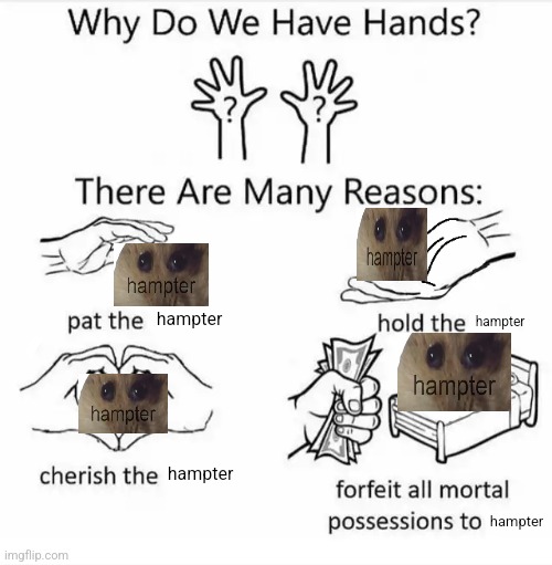 Why do we have hands? (all blank) | hampter; hampter; hampter; hampter | image tagged in why do we have hands all blank | made w/ Imgflip meme maker