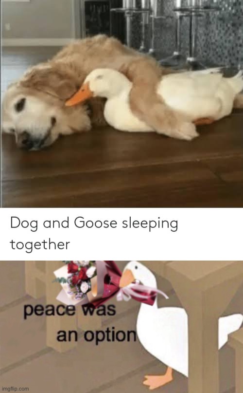 peace was an option | image tagged in untitled goose game peace was an option,goose,untitled goose peace was never an option,peace was never an option | made w/ Imgflip meme maker
