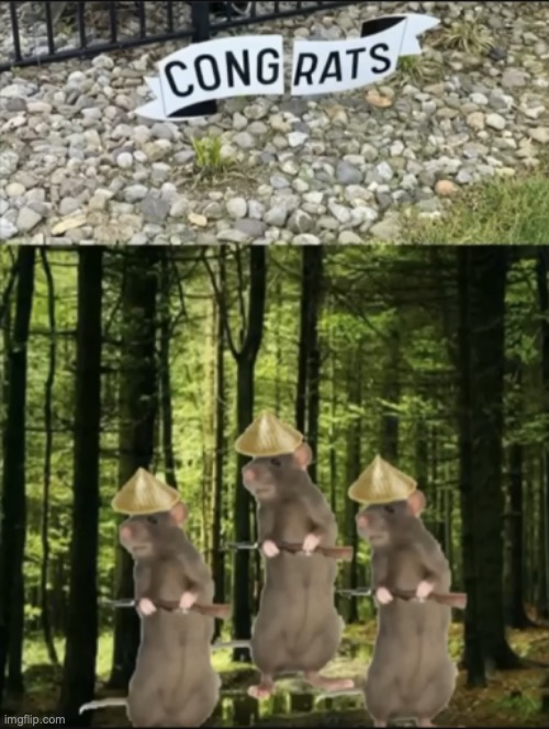 image tagged in rats | made w/ Imgflip meme maker