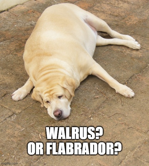 Walrus Or Flabrador | WALRUS?
OR FLABRADOR? | made w/ Imgflip meme maker