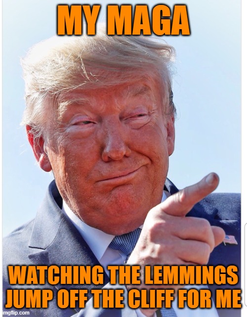 Trump pointing | MY MAGA WATCHING THE LEMMINGS JUMP OFF THE CLIFF FOR ME | image tagged in trump pointing | made w/ Imgflip meme maker