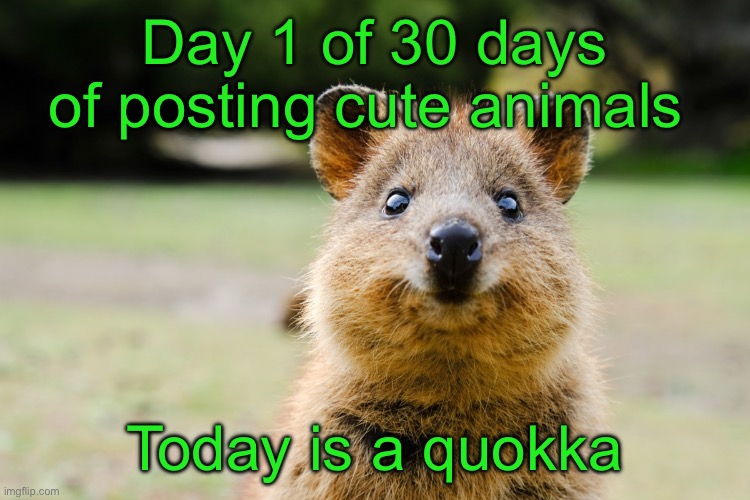 Take that Andrew and your stupid week | Day 1 of 30 days of posting cute animals; Today is a quokka | image tagged in 30 days of animals | made w/ Imgflip meme maker