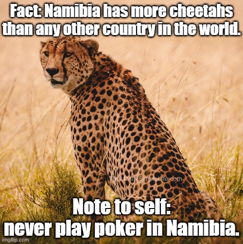 Namibian cheetahs | Fact: Namibia has more cheetahs than any other country in the world. Note to self:
never play poker in Namibia. | image tagged in bad jokes,lame jokes,humor,dad jokes | made w/ Imgflip meme maker