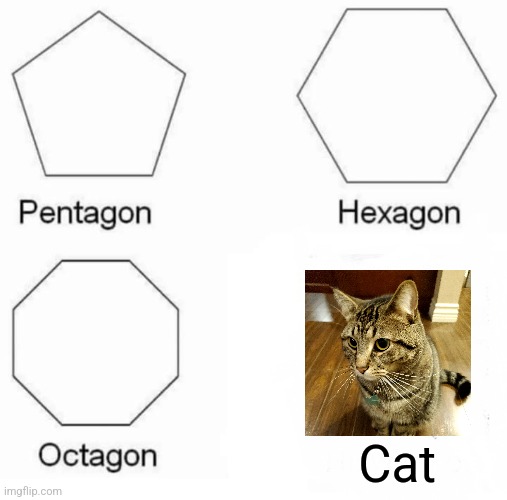 Pentagon Hexagon Octagon | Cat | image tagged in memes,pentagon hexagon octagon | made w/ Imgflip meme maker