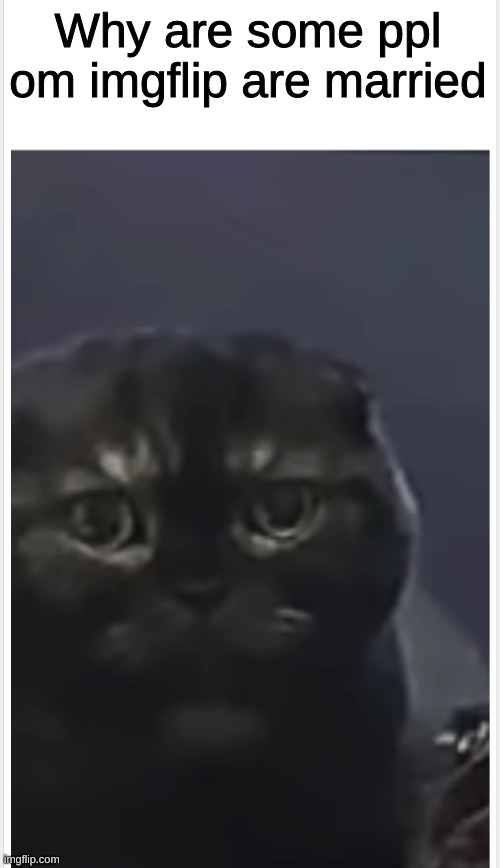 Debt Cat with Caption | Why are some ppl om imgflip are married | image tagged in debt cat with caption | made w/ Imgflip meme maker