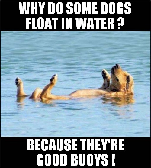 Time For A Classic ! | WHY DO SOME DOGS
FLOAT IN WATER ? BECAUSE THEY'RE GOOD BUOYS ! | image tagged in dogs,float,buoys,puns | made w/ Imgflip meme maker