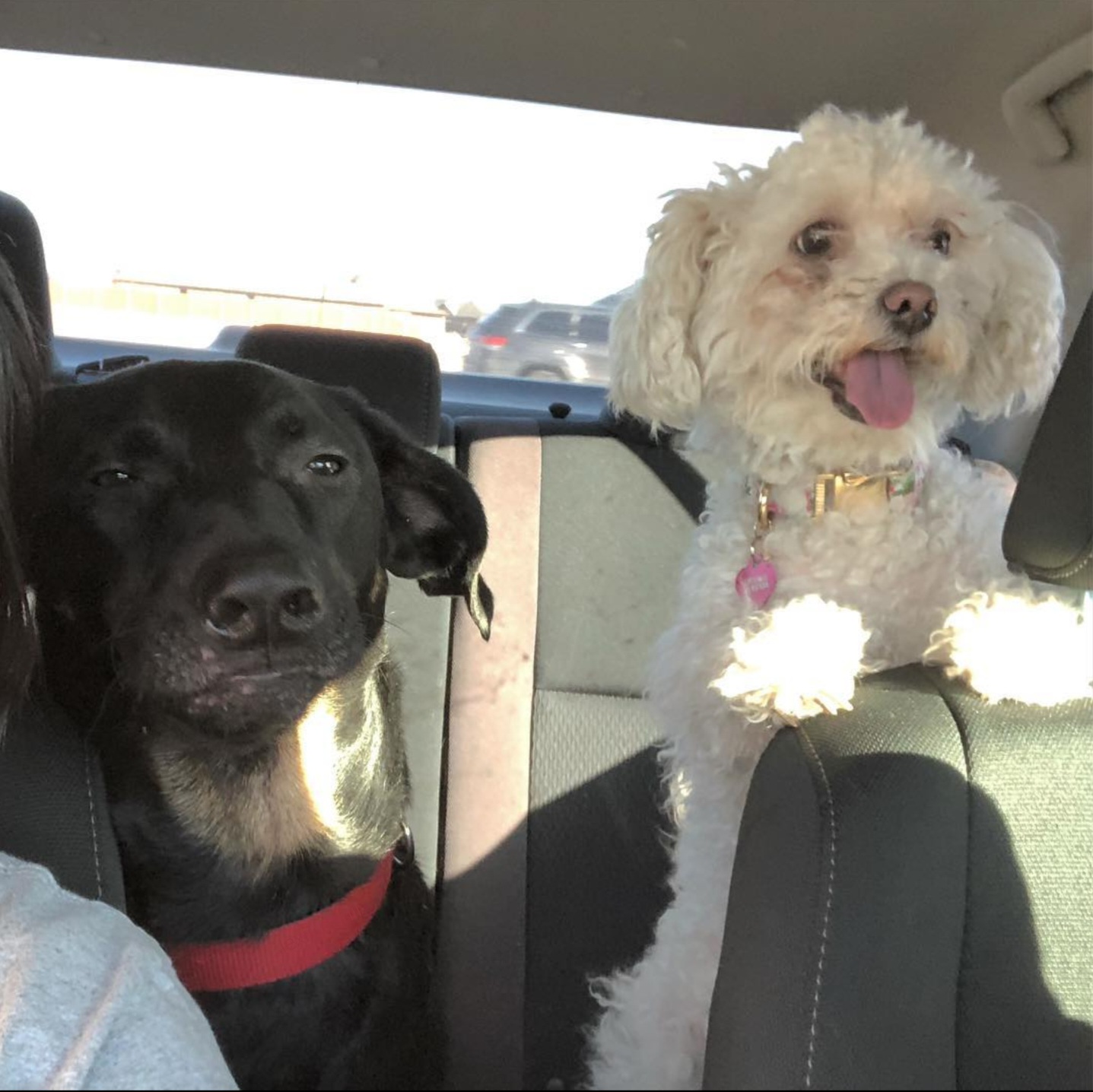 High Quality road trip dogs Blank Meme Template