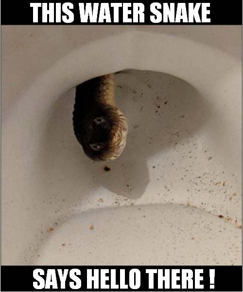 Friendly Snake In The Toilet ! | THIS WATER SNAKE; SAYS HELLO THERE ! | image tagged in hello there,snake,toilet | made w/ Imgflip meme maker