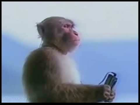 Monkey listening on headphones Blank Meme Template