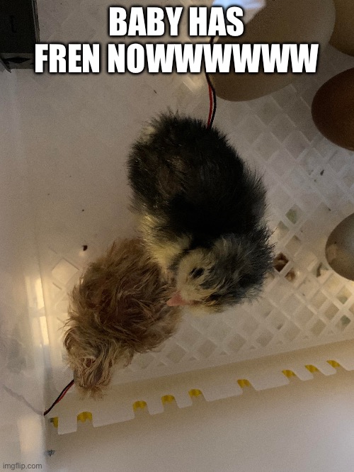 Omg Smol Chicken Group | BABY HAS FREN NOWWWWWW | made w/ Imgflip meme maker