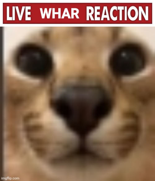 WHAR | image tagged in live x reaction,whar | made w/ Imgflip meme maker