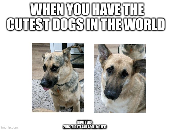 When you have the cutest dogs ever | WHEN YOU HAVE THE CUTEST DOGS IN THE WORLD; BROTHERS:
ZEUS (RIGHT) AND APOLLO (LEFT) | made w/ Imgflip meme maker